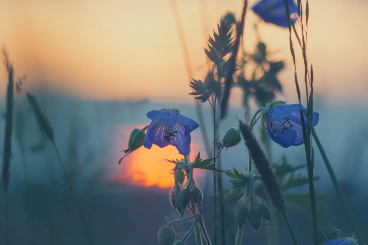 meadow, sunset, nature, blade of grass, flower wallpaper, flower background, grass, summer, eve, plants, evening atmosphere, backlighting, summer meadow, stalks