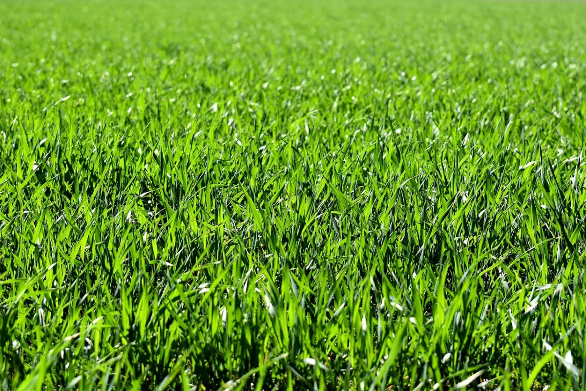 meadow, field, nature, grass, landscape, grassy, grasslands, grass blades, lush, green, greenery, green grass, lawn, meadow, field, field, grass, grass, green, 