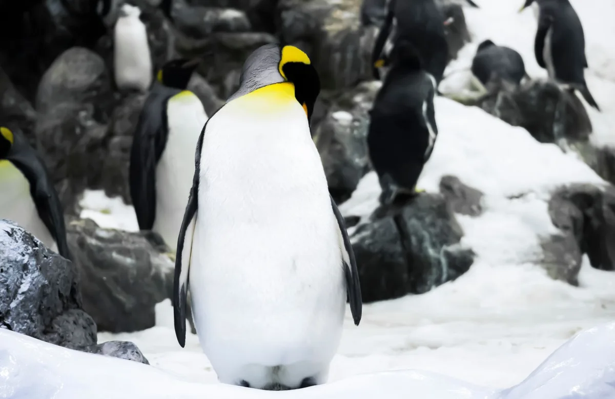 Penguin Colony: El Simulador de Pingüinos con Horror Cósmico que Asustó al Internet con sus Siglas de IA Generativa